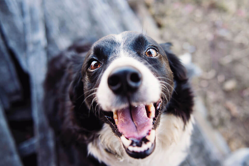 pet-friendly-campground.jpg